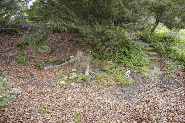 The Fernery