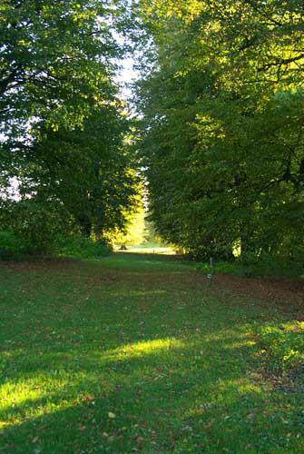 The Lime Avenue