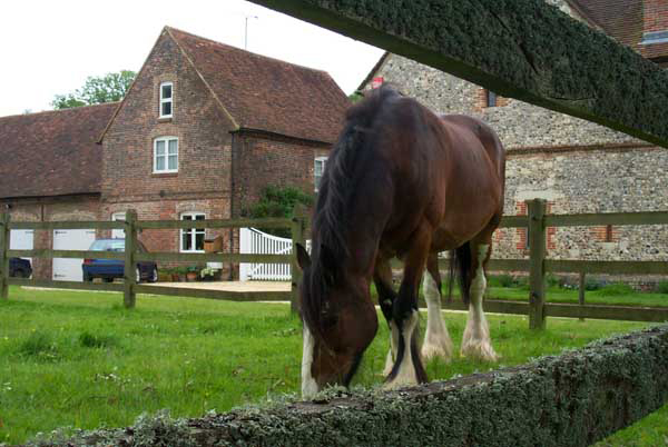 One of the rescued shire horses