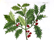 The Holly Tree (illustration from Elizabeth Blackwell, A Curious Herbal, from the Chawton House Library collection.