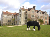 Harry, one of our rescue Shire horses, on the South Lawn